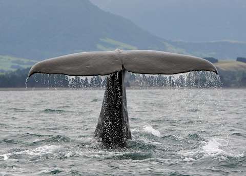 Sperm whale, Kaikoura Sperm whale, Kaikoura