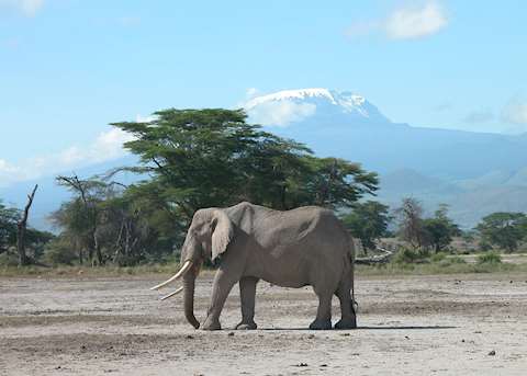 Elephant beneath Kilimanjaro Elephant beneath Kilimanjaro
