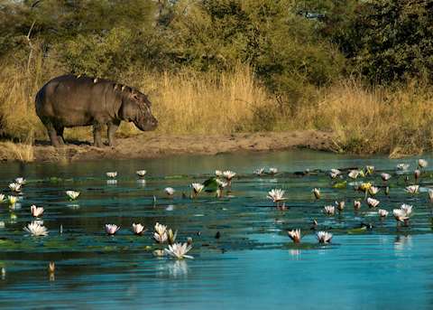 Contemplating a dip in the Caprivi Strip Contemplating a dip in the Caprivi Strip