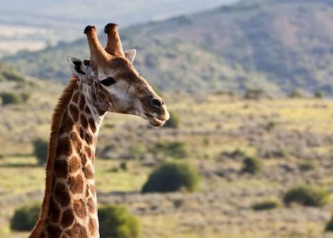 Giraffe, Eastern Cape Game Areas Giraffe, Eastern Cape Game Areas
