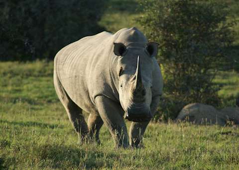 Rhino at Bucklands private game reserve, Eastern Cape Rhino at Bucklands private game reserve, Eastern Cape