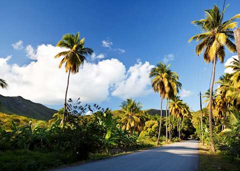 Fig tree lined road in Antigua Fig tree lined road in Antigua
