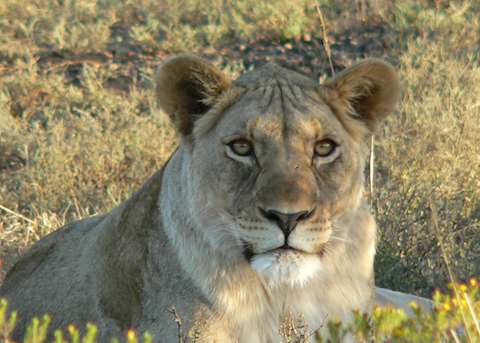 Lion, Eastern Cape Game Areas Lion, Eastern Cape Game Areas