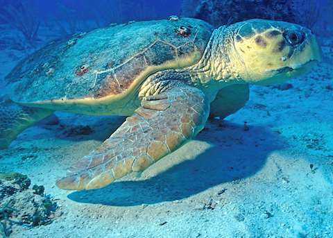 Turtle, Saint Lucia Turtle, Saint Lucia