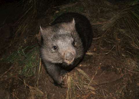 Tina the Wombat at Bonorong Tina the Wombat at Bonorong
