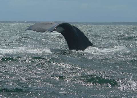 Southern Right Whale Southern Right Whale