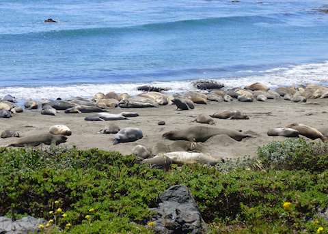 Seals at Piedras Blancas, South California Seals at Piedras Blancas, South California