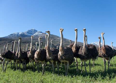 Ostriches in Oudtshoorn, Little Karoo Ostriches in Oudtshoorn, Little Karoo