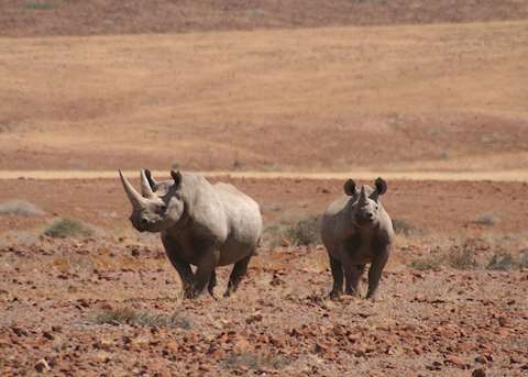 Black rhino seen from Desert Rhino Camp Black rhino seen from Desert Rhino Camp