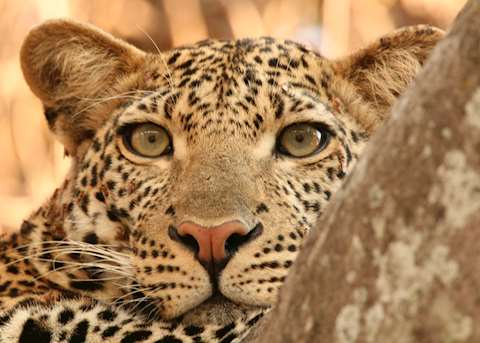 Leopard Leopard