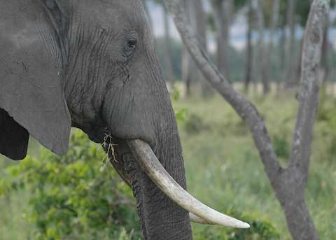 Elephant in the Ngorongoro Crater Elephant in the Ngorongoro Crater