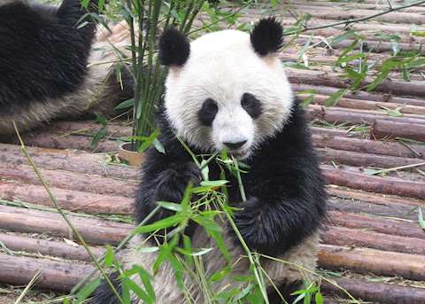 Panda at Chengdu Panda at Chengdu