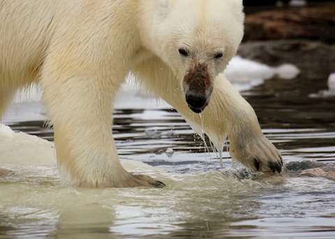 A polar bear tests the water A polar bear tests the water