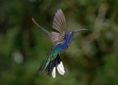 Hummingbird, Costa Rica Hummingbird, Costa Rica