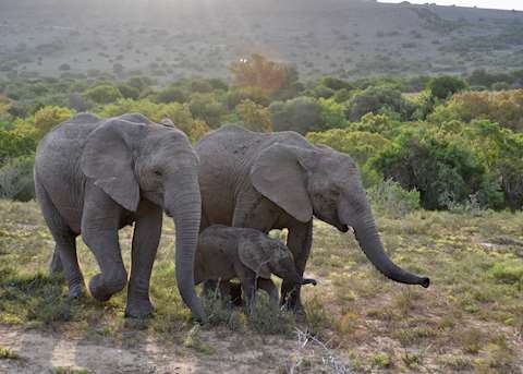 Elephant Family - Amakhala Game Reserve Elephant Family - Amakhala Game Reserve