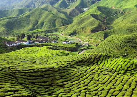 Cameron Highlands, Malaysia Cameron Highlands, Malaysia