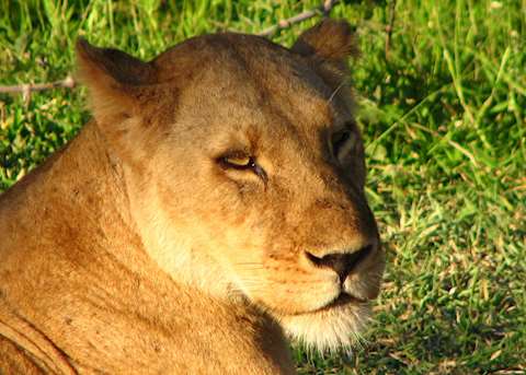 Lioness in the Selous Game Reserve, Tanzania Lioness in the Selous Game Reserve, Tanzania