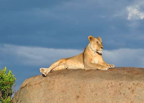 Lioness in the Serengeti, Tanzania Lioness in the Serengeti, Tanzania
