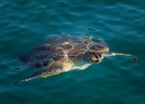 Hawksbill Turtle, Antigua Hawksbill Turtle, Antigua