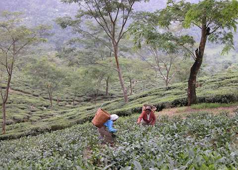 Tea pickers at Glenburn Tea Estate Tea pickers at Glenburn Tea Estate