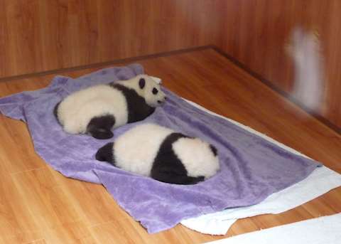 Baby giant pandas Baby giant pandas