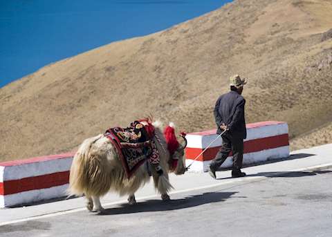 Tibetan with yak Tibetan with yak