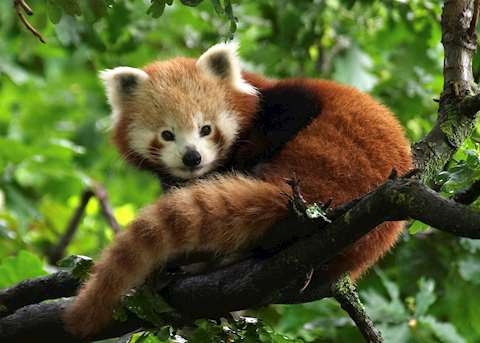 Red Panda, Chengdu Red Panda, Chengdu