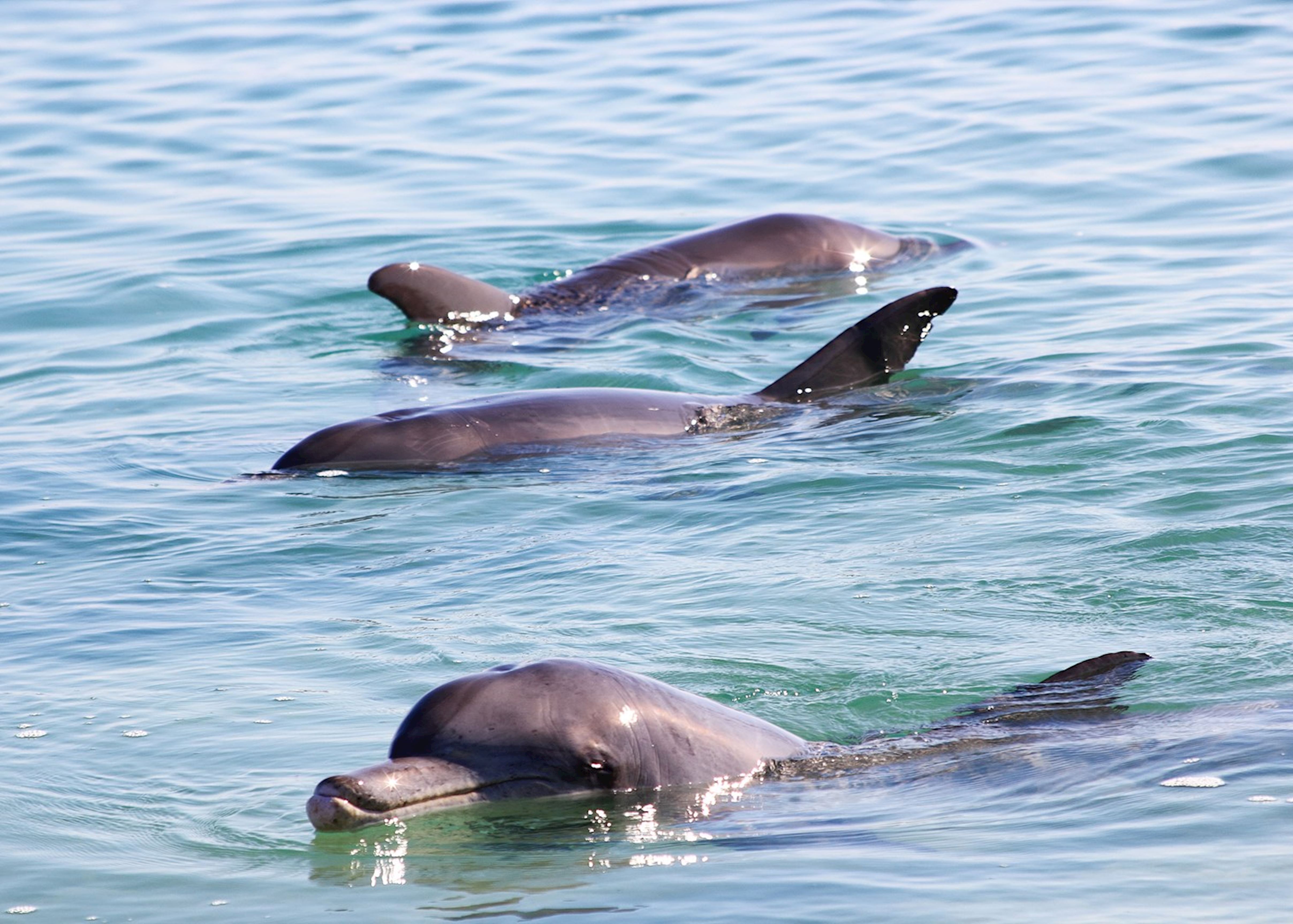 dolphin watch cruise rockingham