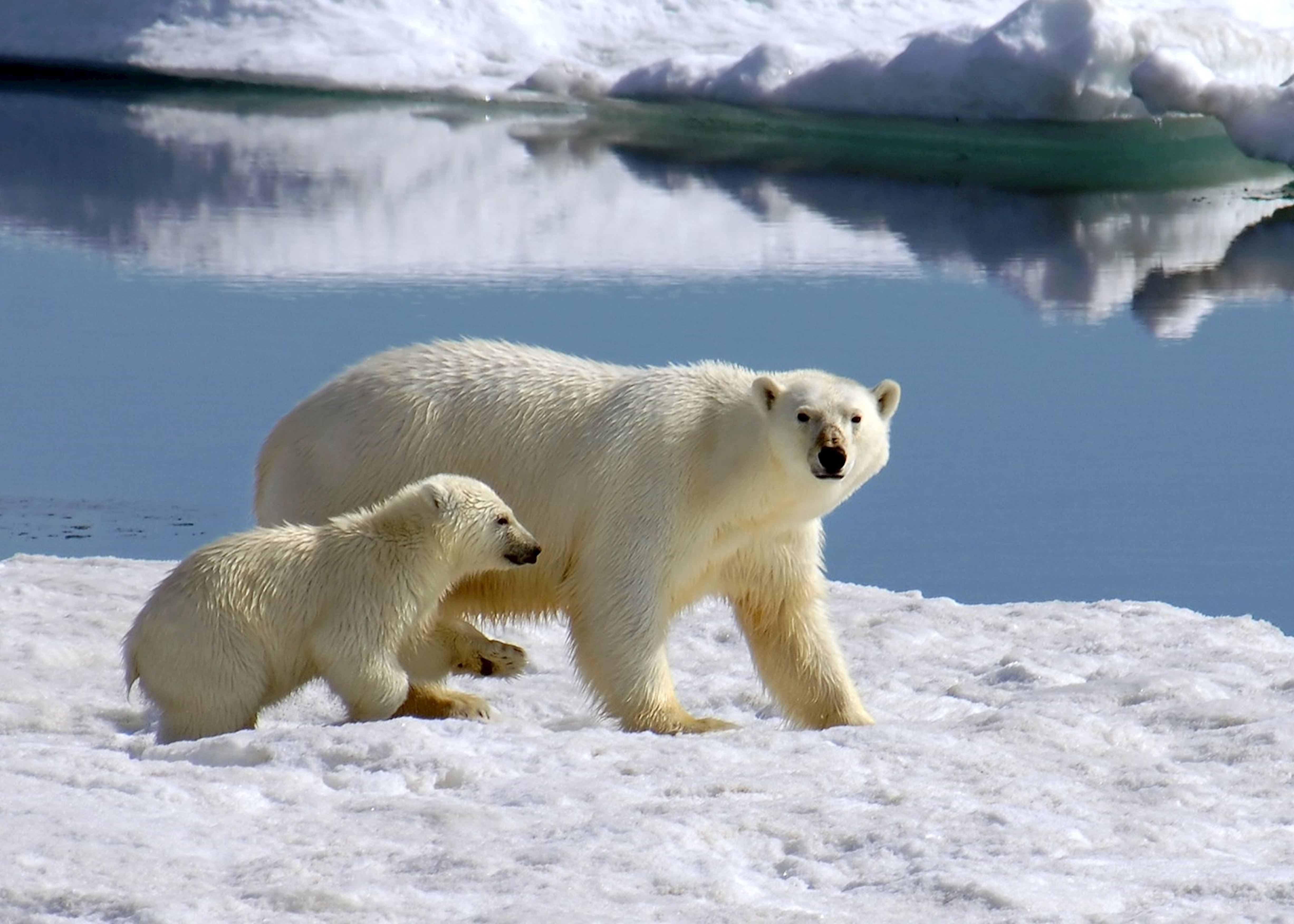 polar bears bear lifespan owls eat facts north arctic owl walrus regions earth diet captivity cruise spitsbergen noorderlicht left habitat