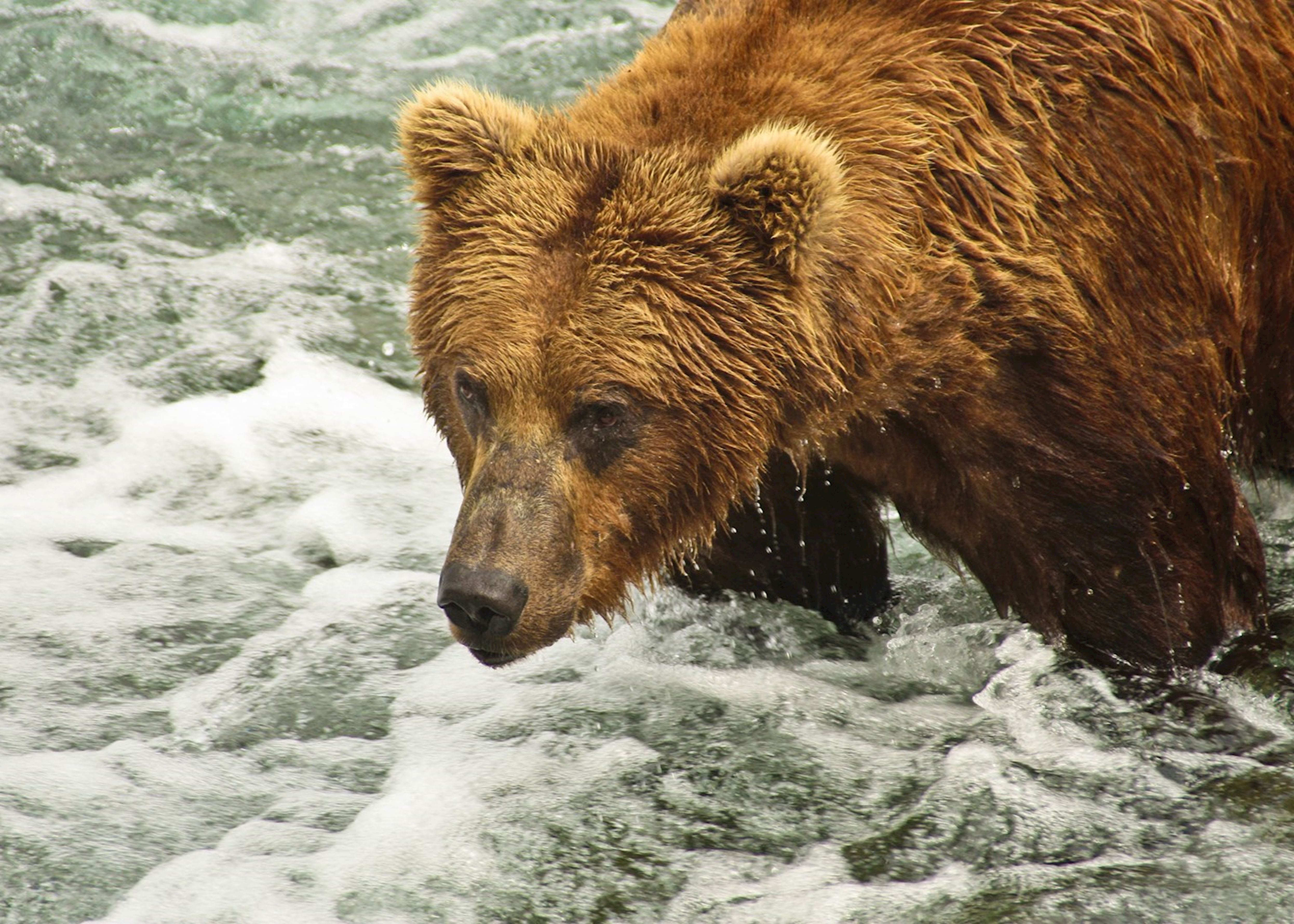 Bear watching in Alaska | Audley Travel UK