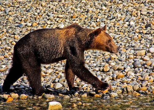 Young grizzly bear, Great Bear Rainforest