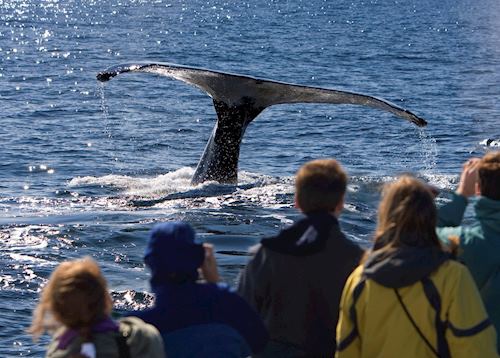 Whale watching off the Alaskan coast