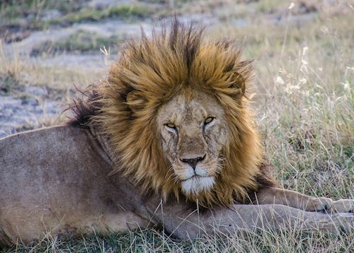 There is no escaping the majesty of a male lion