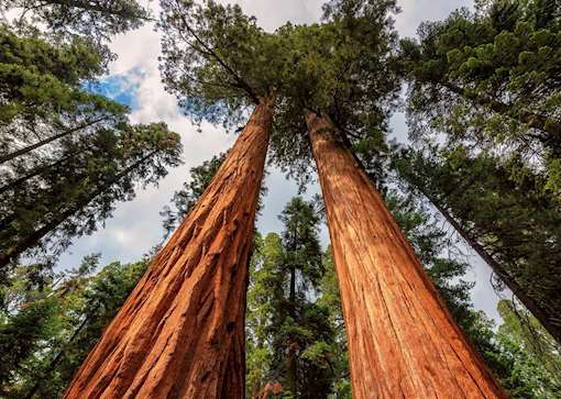 Parco Nazionale Redwood