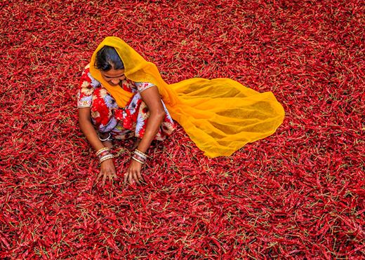 Drying of chillies