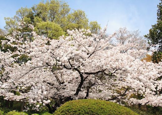 Cherry blossom