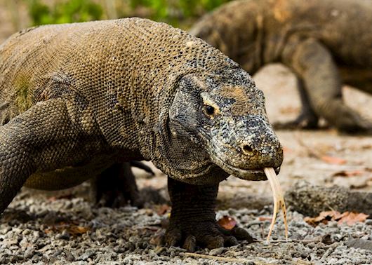 Visit Komodo Island | Tailor-Made Komodo Island Trips | Audley Travel UK