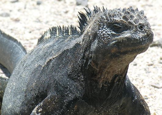 Galapagos Islands Vacations 2025 & 2026 - Tailor-Made From Audley Travel US