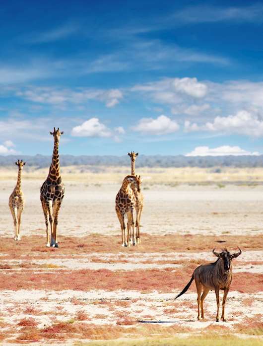 Namibia Holidays 2024 & 2025 - Tailor-Made from Audley Travel UK