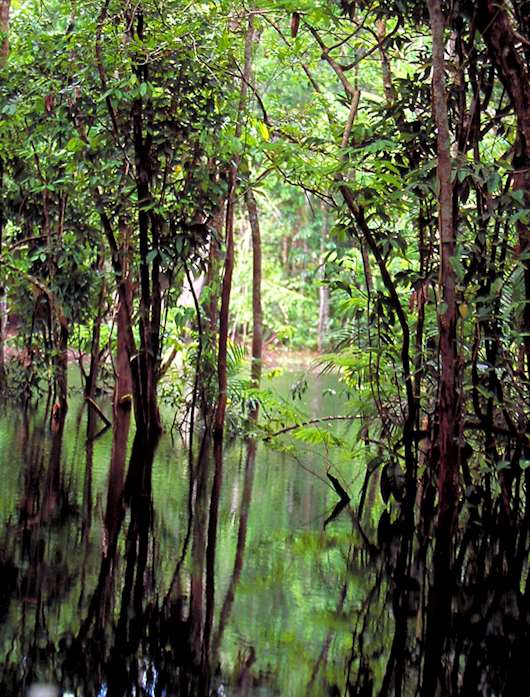 Where to go in the Amazon Travel guide Audley Travel US