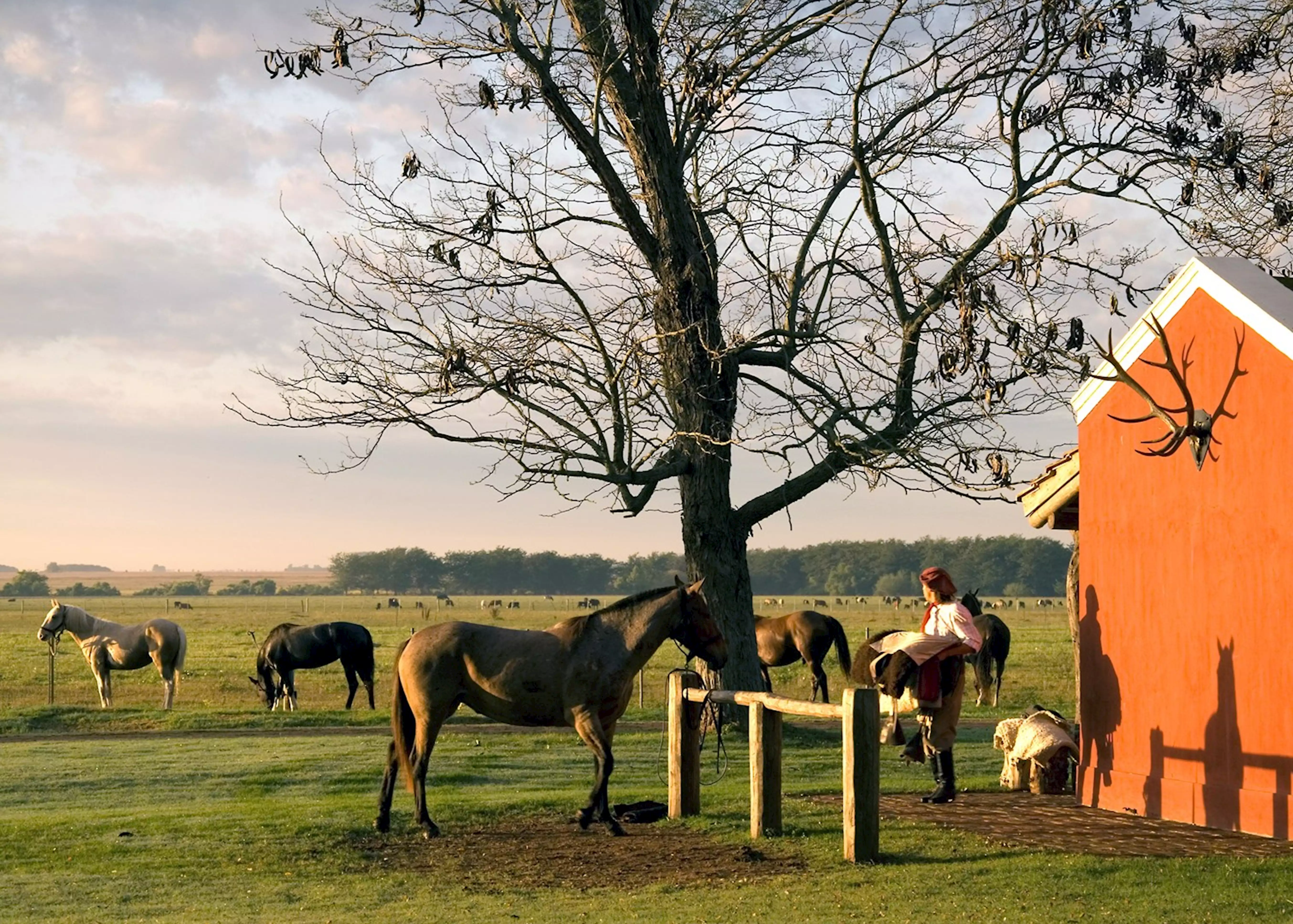 Argentina's Gaucho, Cattle Herding at an Estancia