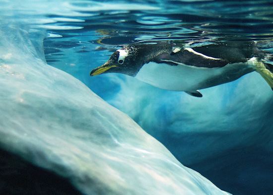 Gentoo penguin in Antarctica
