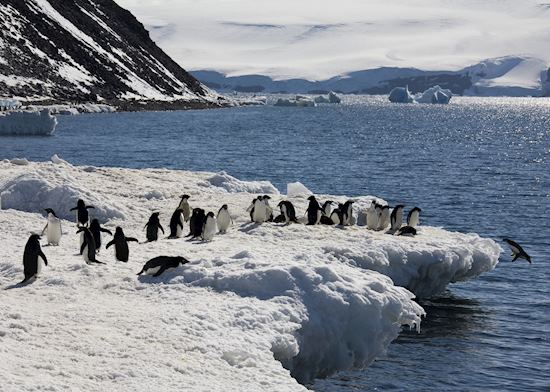 World Explorer — Antarctic Cruise | Audley Travel UK