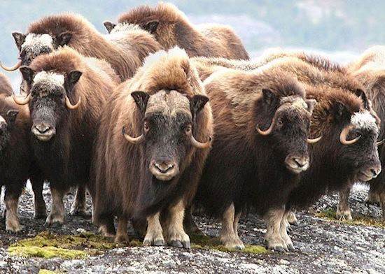 Musk Oxen