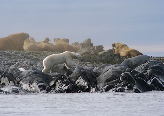 A Polar Bear edges its way round a Walrus colony, Svalbard
