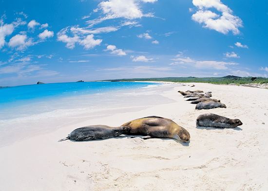 Sea lions, Galapagos Islands