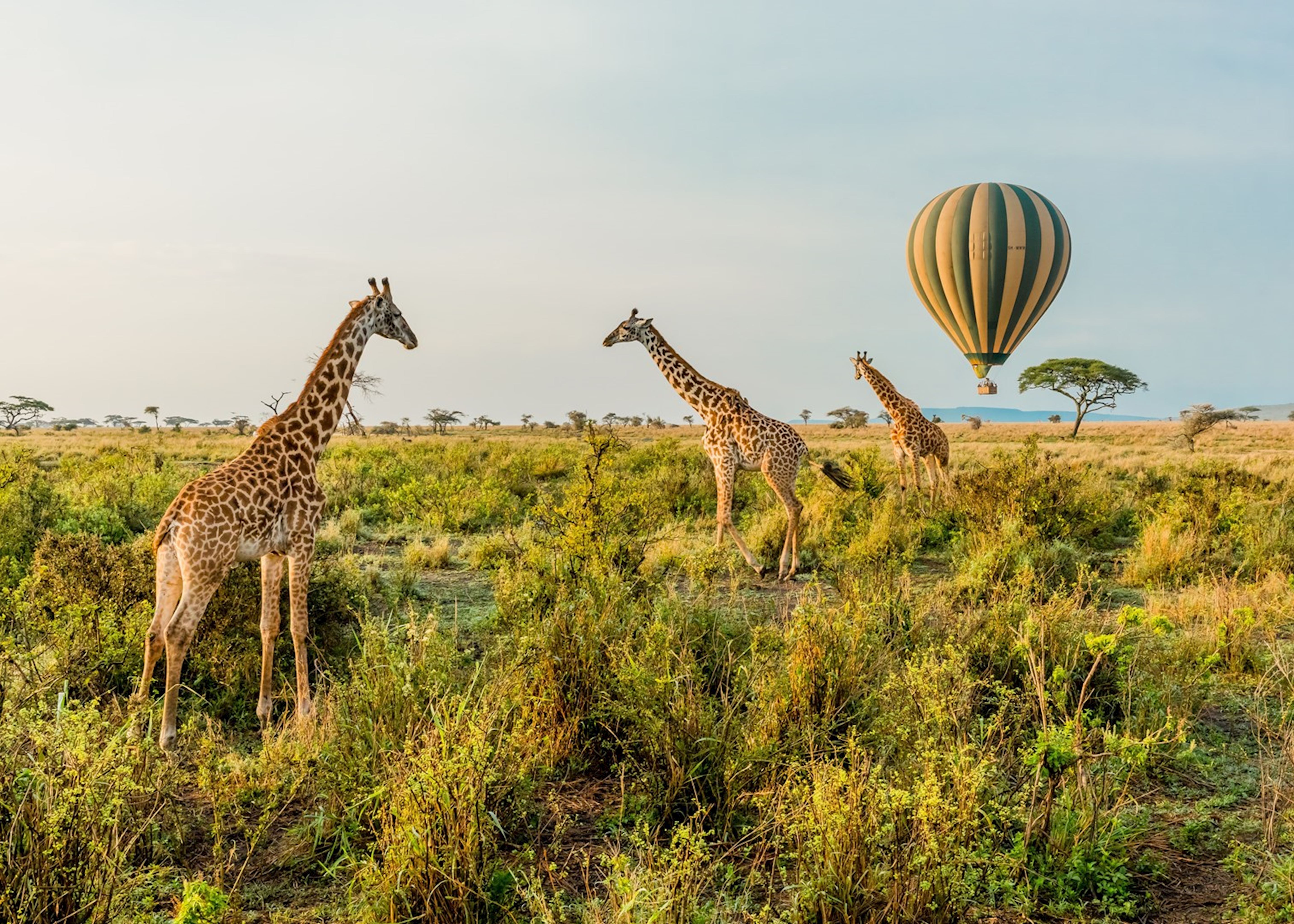 Luxury Hot Air Balloon Safaris Over the Serengeti