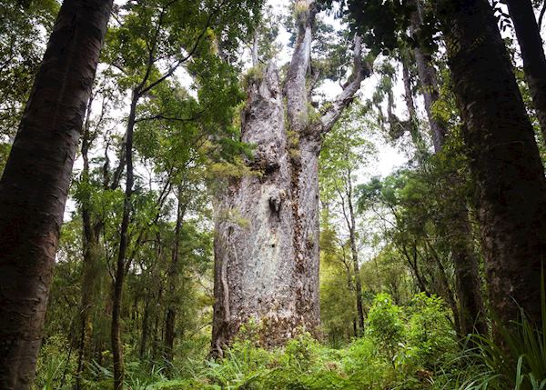 Kauri trees, Waipoua Forest Kauri trees, Waipoua Forest