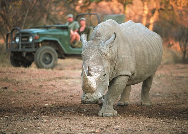 Game drive Game drive