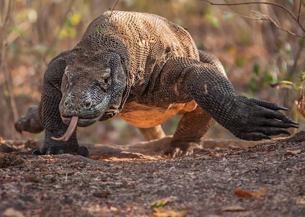 Visit Komodo Island | Tailor-Made Komodo Island Vacations | Audley ...